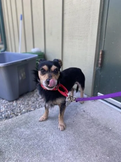 An adult small-sized male Yorkshire Terrier dog named Munchie for adoption in Burlington, WA