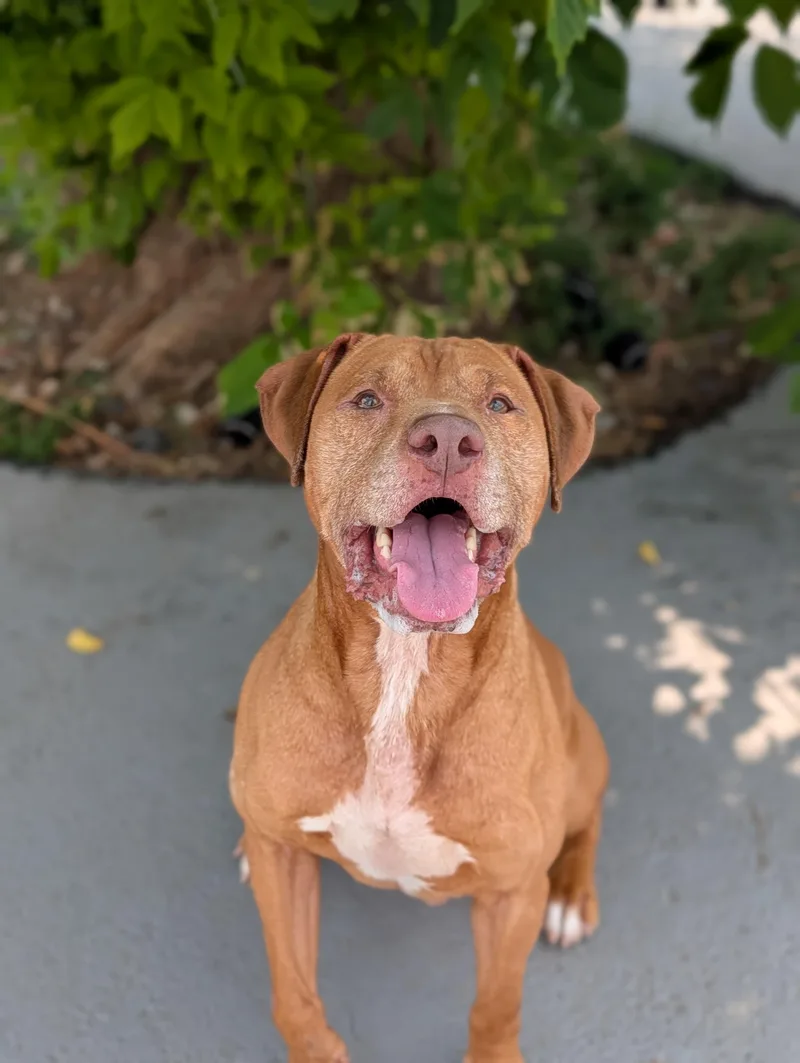A senior medium-sized male Red / Chestnut / Orange Vizsla dog named Chief for adoption in Plainfield, NJ