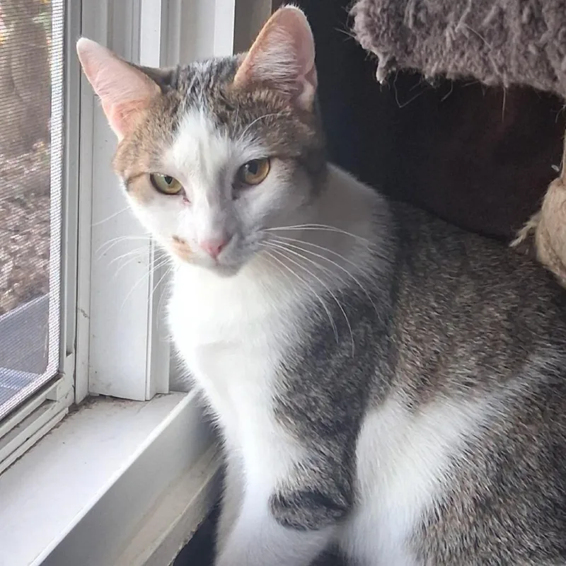 A young small-sized male White Domestic Short Hair cat named Rocky for adoption in Kansas City, MO