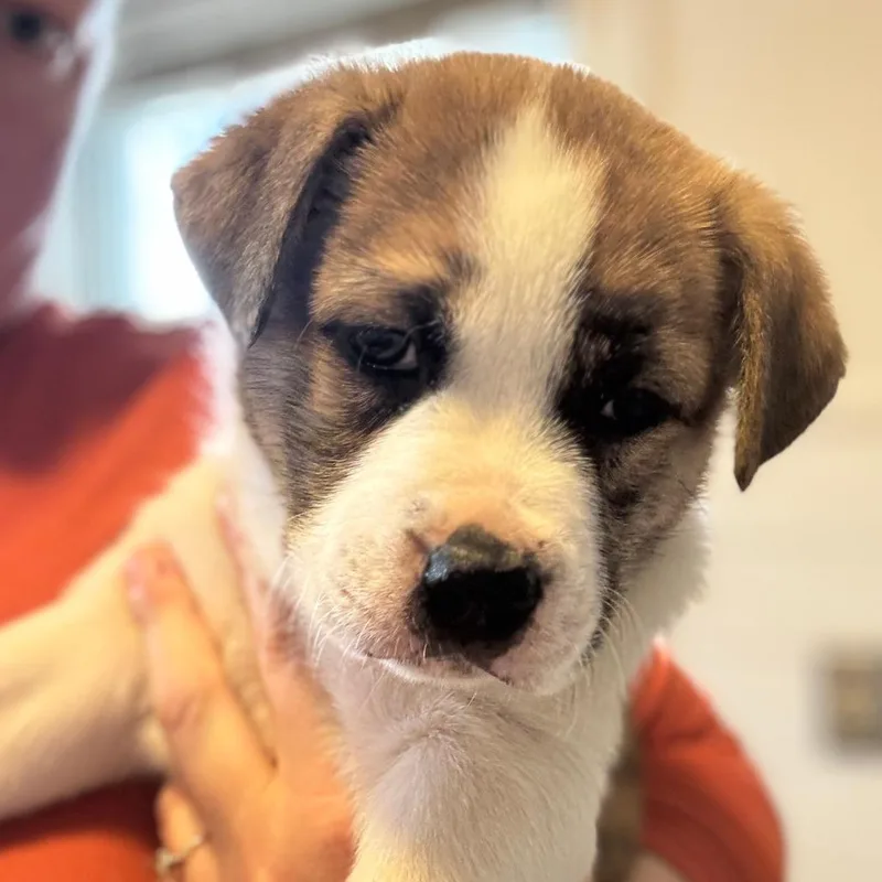 Baby Nala D thumbnail 2