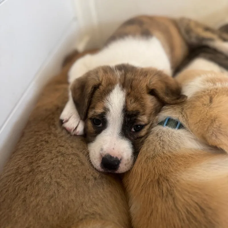 Baby Nala D thumbnail 3