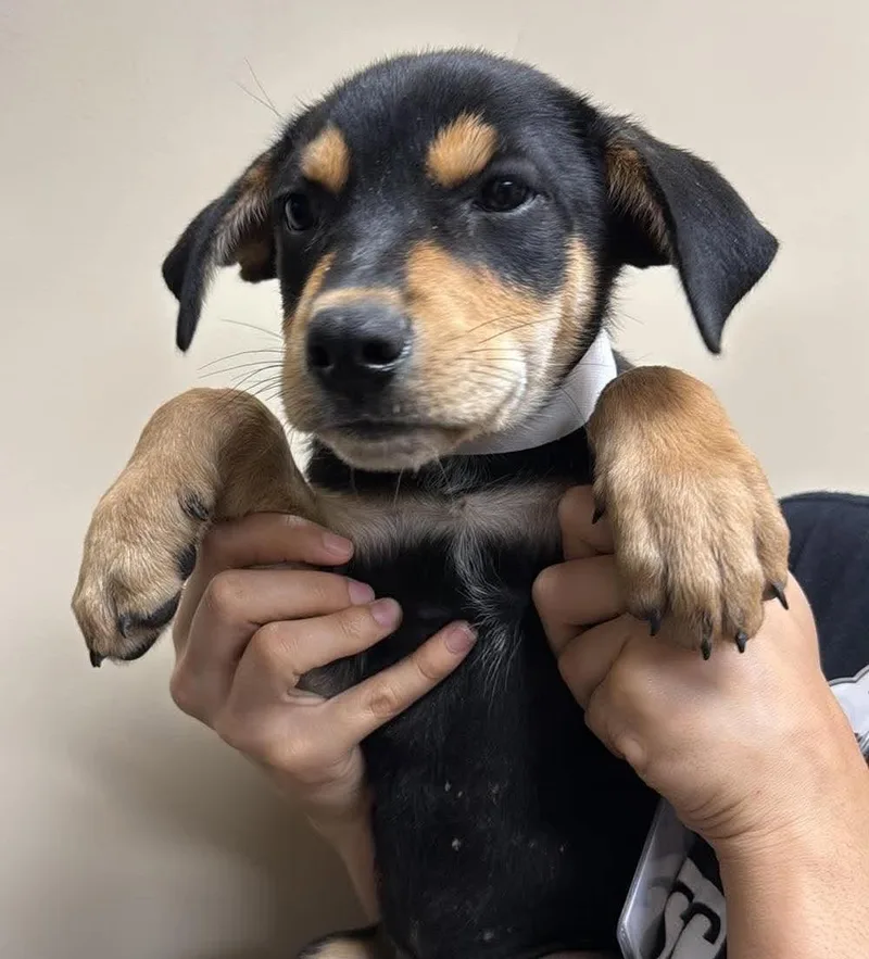 Found stray: Sprout