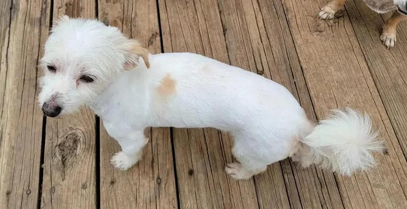 An adult small-sized female White / Cream Maltese dog named Terri for adoption in Van Alstyne, TX