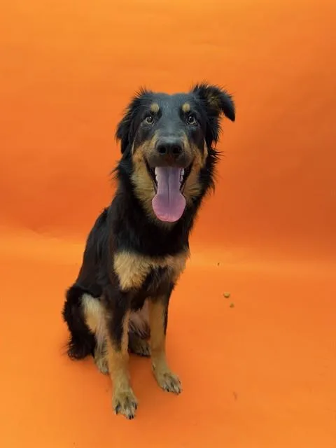 A young medium-sized female Border Collie dog named Harmony for adoption in Ontario, CA