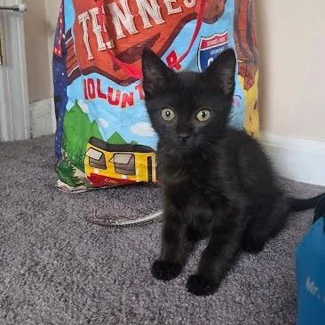 A baby small-sized male Black Domestic Short Hair cat named Quill for adoption in Chattanooga, TN