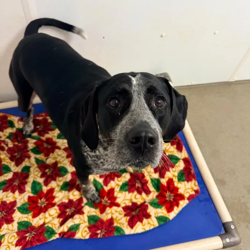 An adult large-sized female Black Pointer dog named Xena for adoption in Rocky Mount, VA