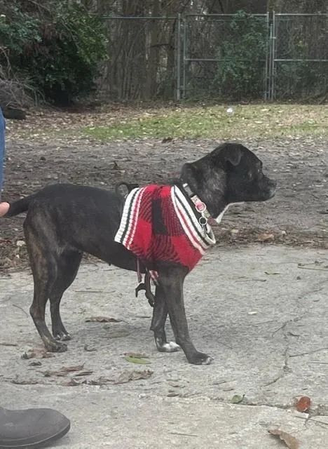 Millie Joaiken  Sc thumbnail 3