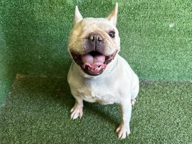 An adult medium-sized female French Bulldog dog named Francesca for adoption in Lancaster, CA