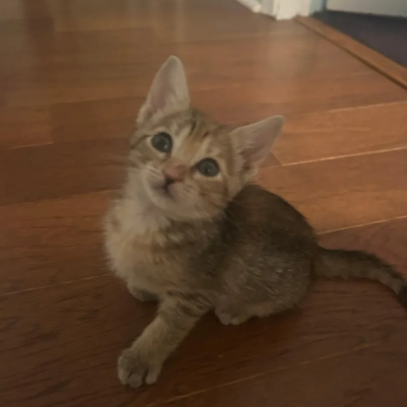 A baby medium-sized female Torbie Domestic Short Hair cat named Marie for adoption in Bordentown, NJ