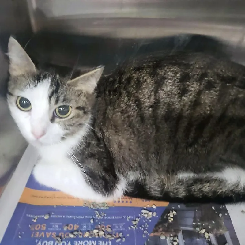 An adult medium-sized female Brown / Chocolate Domestic Short Hair cat named Isabelle for adoption in Belleville, IL