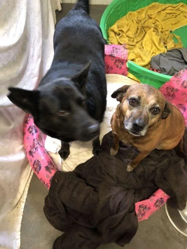 An adult medium-sized female Shepherd dog named Sunshine And Wolfie for adoption in Bartlesville, OK