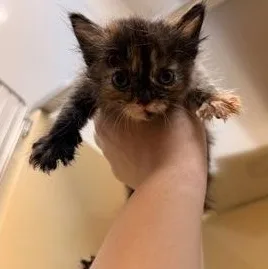 A baby medium-sized male Tortoiseshell Domestic Short Hair cat named Kayda for adoption in Converse, TX
