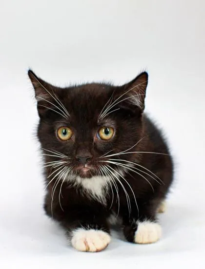A baby small-sized male Domestic Short Hair cat named Julian for adoption in Morton Grove, IL
