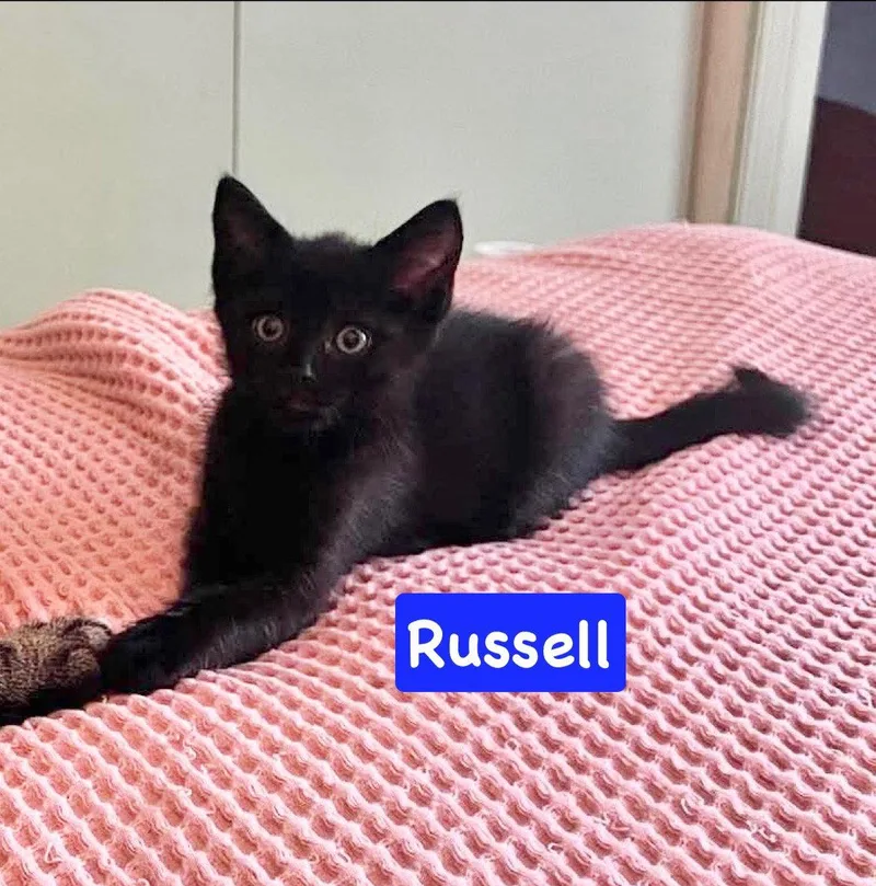 A baby medium-sized male Black Domestic Short Hair cat named Russell for adoption in Yardley, PA