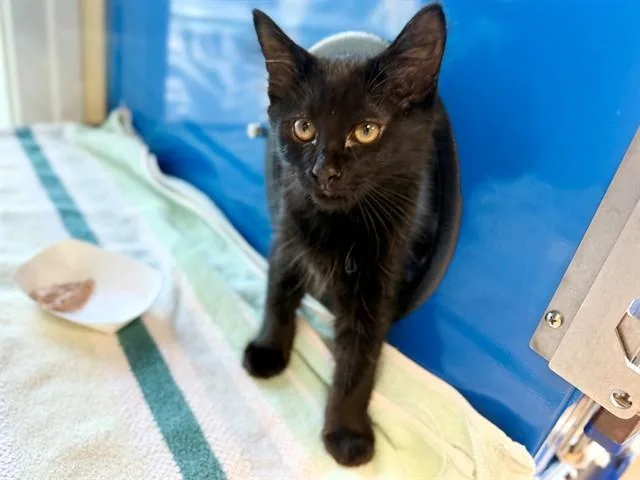 A baby small-sized male Domestic Short Hair cat named Otto for adoption in Santa Rosa, CA