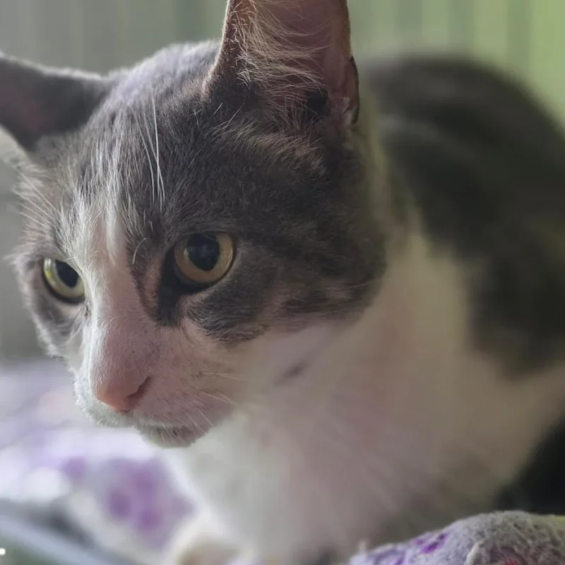 An adult large-sized male Gray / Blue / Silver Domestic Short Hair cat named Hollow for adoption in Austin, TX