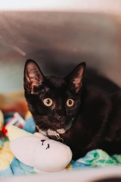 A young small-sized female Domestic Short Hair cat named a Lima Beans for adoption in North Charleston, SC