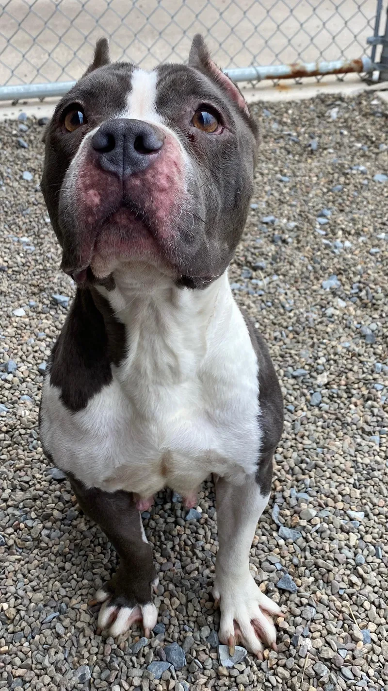 An adult medium-sized female Gray / Blue / Silver Pit Bull Terrier dog named Pippa for adoption in Sunbury, PA
