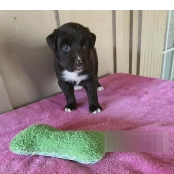 A baby medium-sized female Black Australian Shepherd dog named Donna for adoption in Alexandria, VA