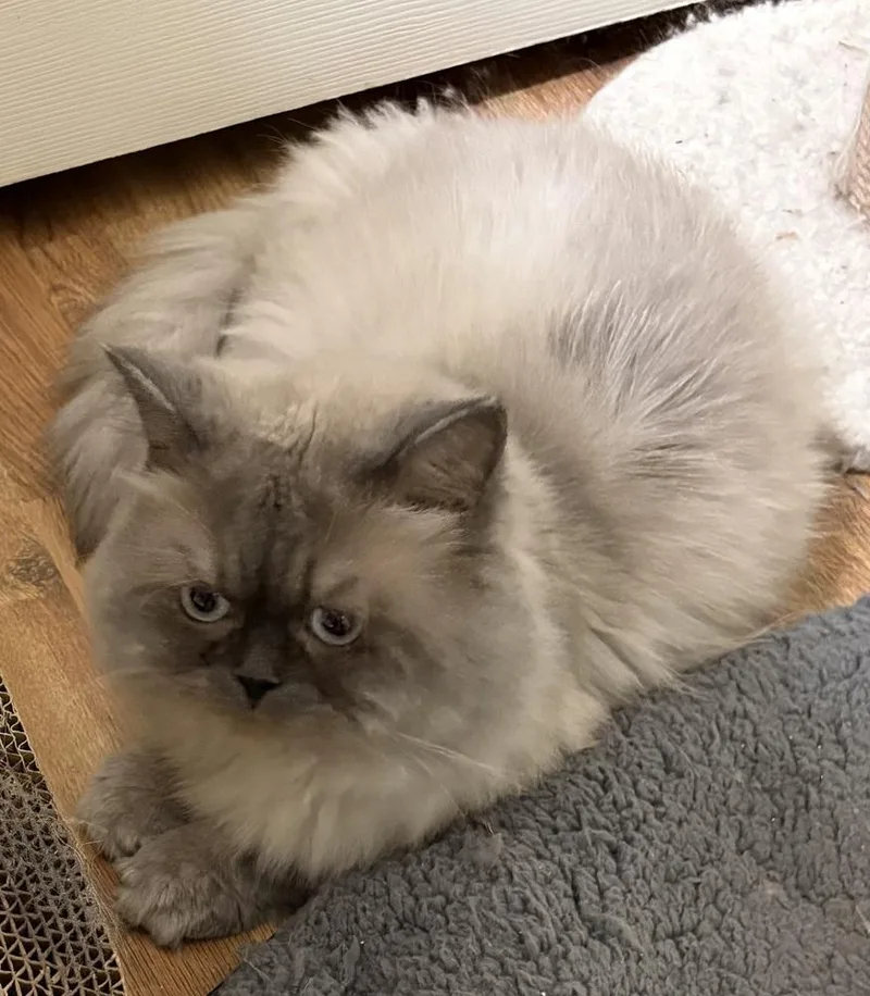 A young large-sized male Himalayan cat named Smokie for adoption in Vienna , VA