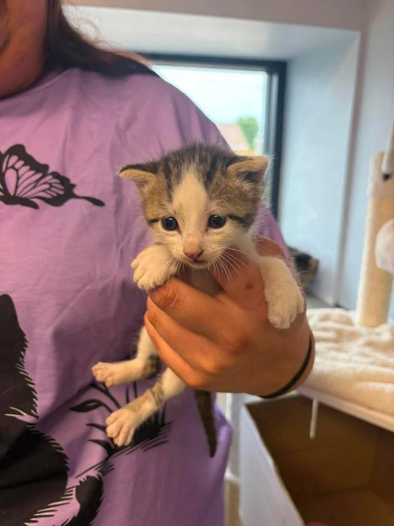 A baby medium-sized male Domestic Short Hair cat named ? for adoption in Republic, MO