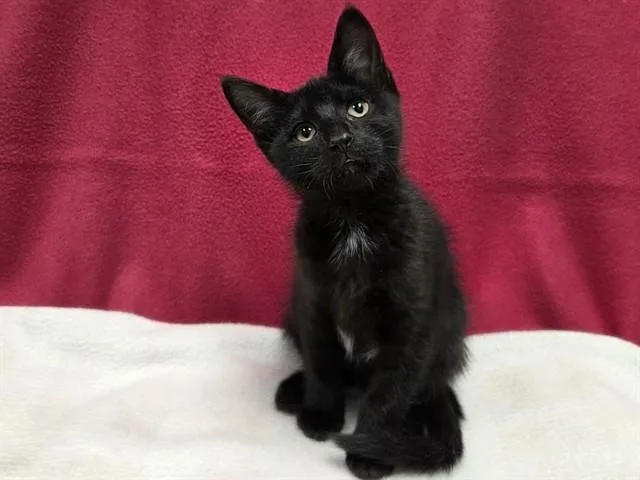 A baby small-sized female Domestic Short Hair cat named Screech for adoption in Ames, IA