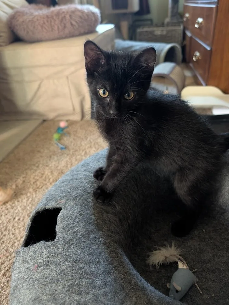 A baby small-sized male Black Domestic Short Hair cat named Bean Dip for adoption in Westfield, WI