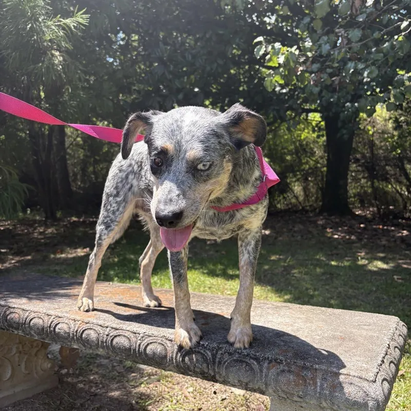 A young medium-sized female Gray / Blue / Silver Australian Cattle Dog / Blue Heeler dog named Sage for adoption in Clanton, AL