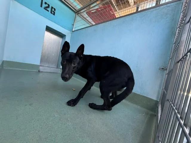 An adult medium-sized male German Shepherd Dog dog named Milo for adoption in Baldwin Park, CA