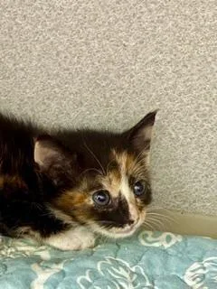A baby medium-sized female Calico Domestic Short Hair cat named Snickerdoodle for adoption in Winter Haven, FL