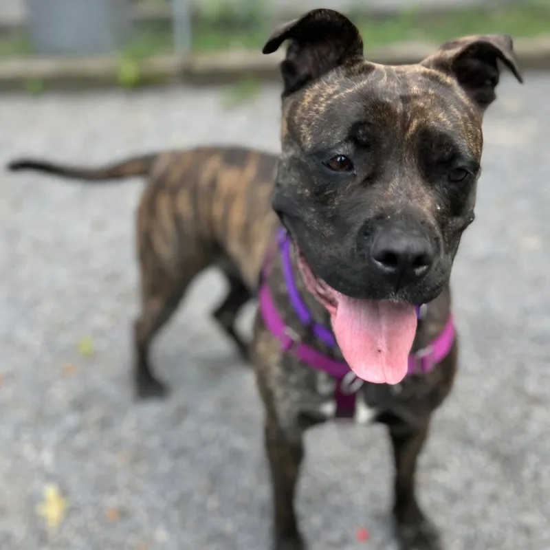 An adult large-sized female Brindle Bullmastiff dog named Hazel for adoption in Berkeley Springs, WV
