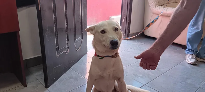 A young medium-sized male German Shepherd Dog dog named Houdini for adoption in San Diego, CA