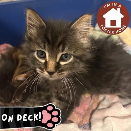 A baby small-sized male Domestic Short Hair cat named Harry Potter for adoption in Janesville, WI