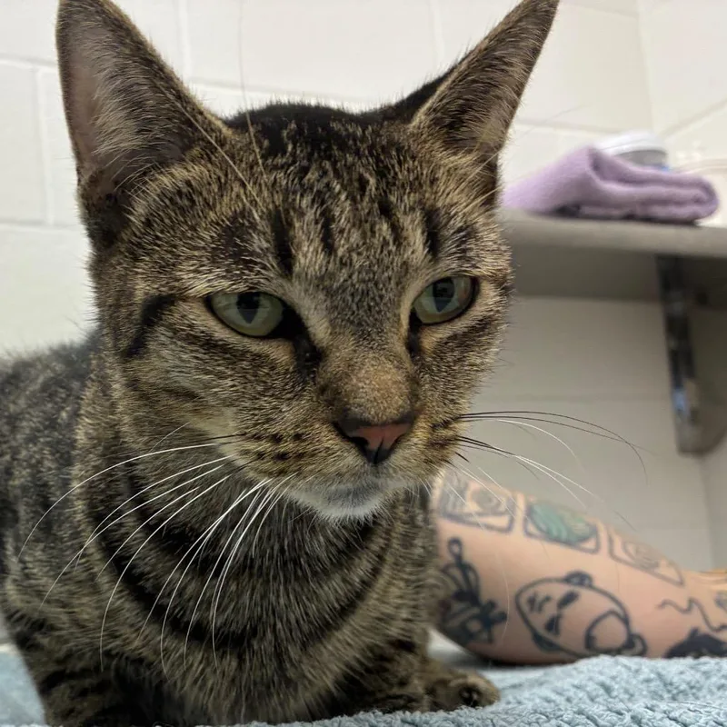 An adult medium-sized female Domestic Short Hair cat named Ember for adoption in Corpus Christi, TX