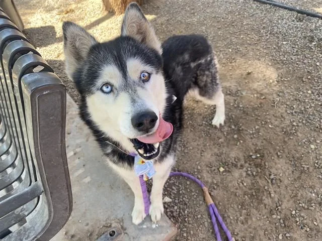 An adult large-sized male Siberian Husky dog named Atari for adoption in Phoenix, AZ
