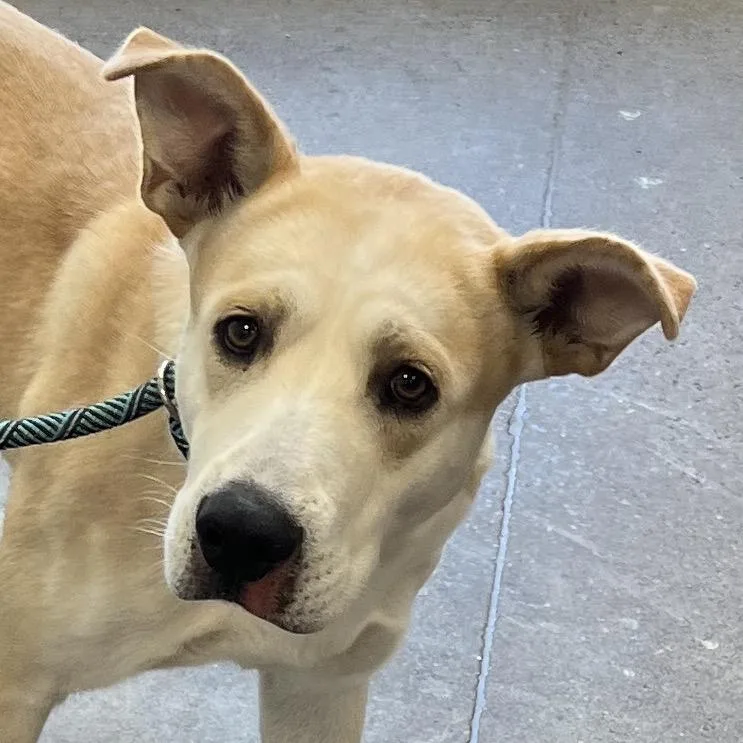 An adult medium-sized male Yellow / Tan / Blond / Fawn Mixed Breed dog named 112390 for adoption in Las Cruces, NM
