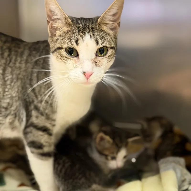 An adult medium-sized female Domestic Short Hair cat named Canvas for adoption in Fort Smith, AR