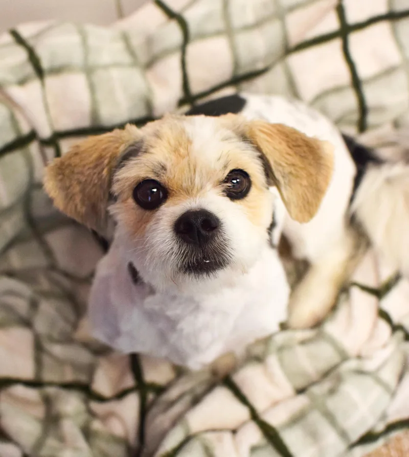 An adult small-sized male Tricolor (Brown, Black, & White) Havanese dog named Brek for adoption in Pontiac, MI