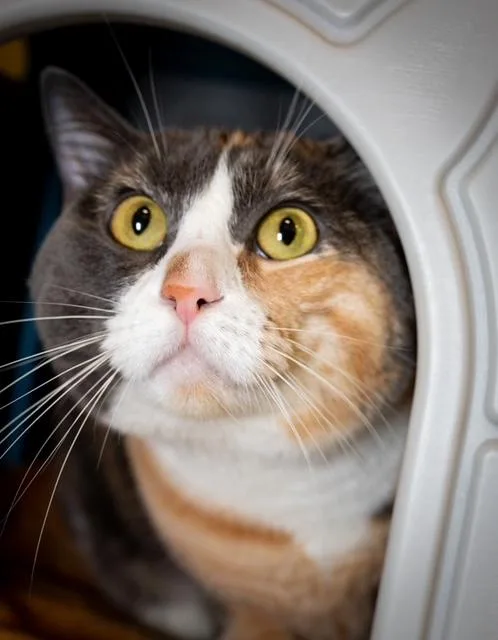 An adult medium-sized female Domestic Short Hair cat named Neji for adoption in Boston, MA