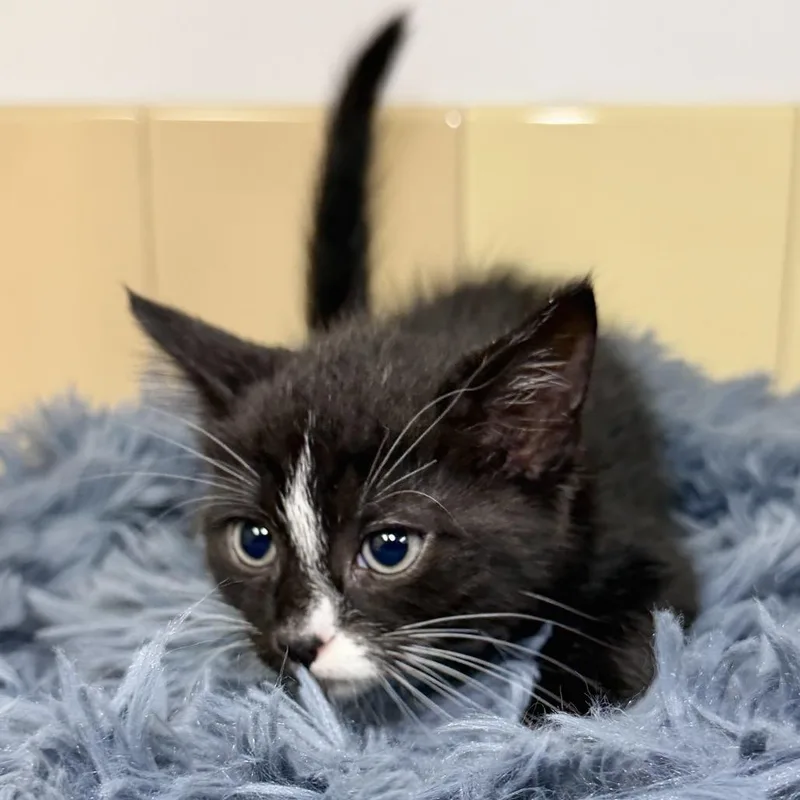 A baby small-sized female Black Domestic Short Hair cat named Mercedes for adoption in East Hampton, NY