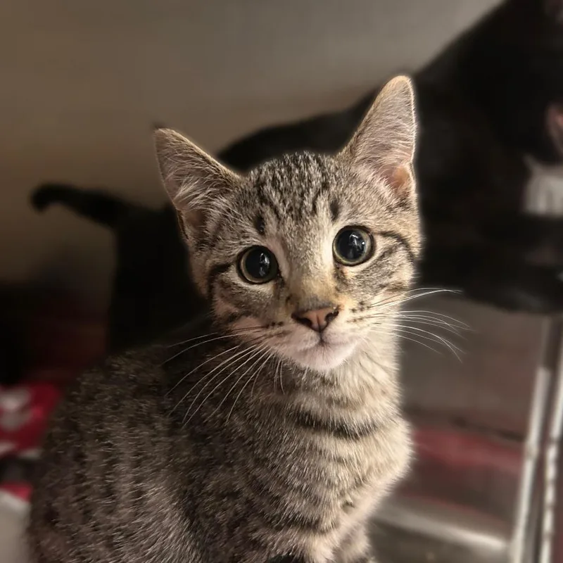 A baby small-sized male Brown / Chocolate Domestic Short Hair cat named Gambit for adoption in Davenport, IA