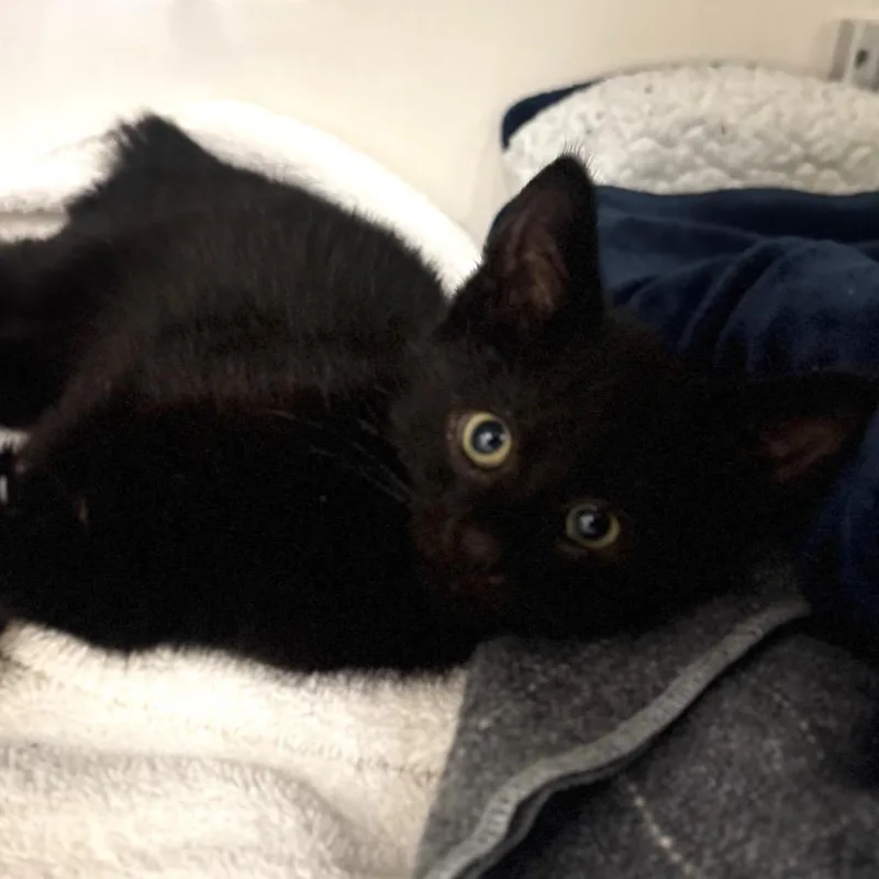 A baby small-sized male Black Domestic Short Hair cat named Osito for adoption in Wheeling, IL