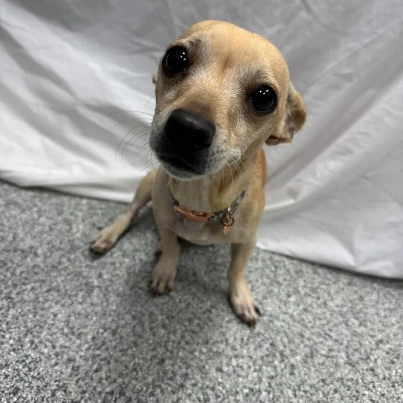 An adult small-sized female Chihuahua dog named Jazzy for adoption in Monticello, IA
