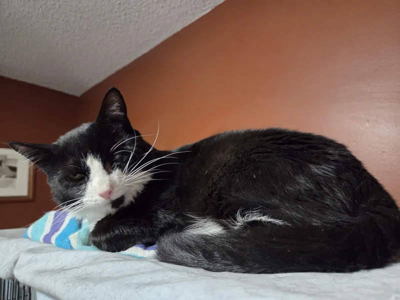 Huckleberry thumbnail 2