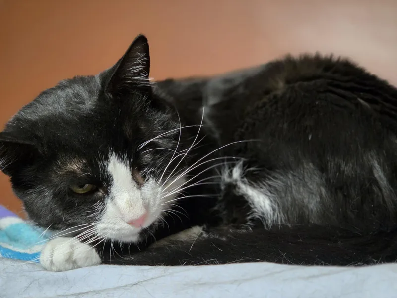 Huckleberry thumbnail 3