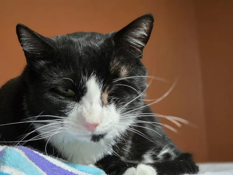 Huckleberry thumbnail 4