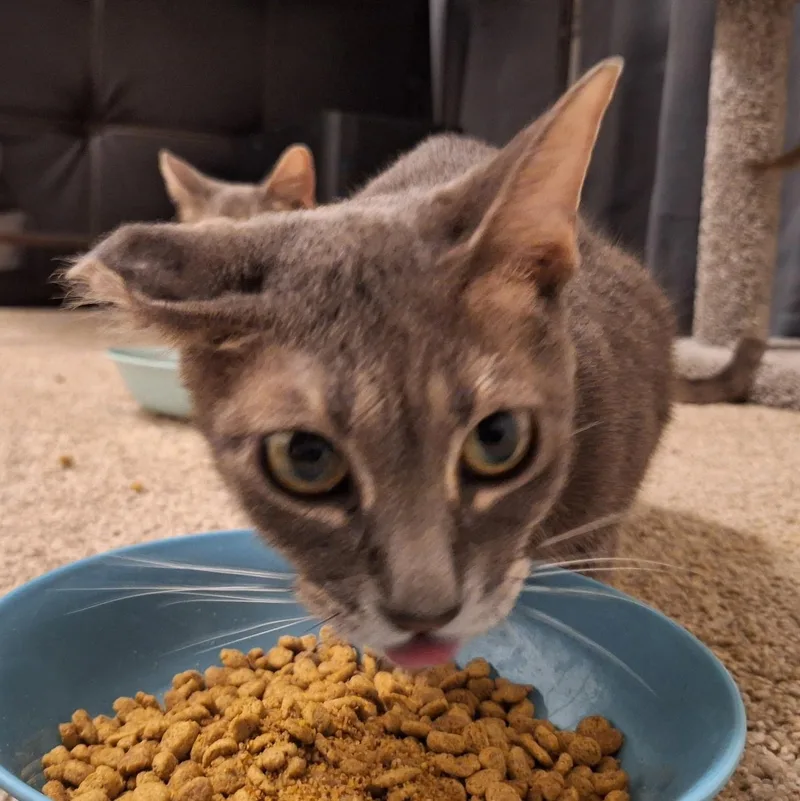 Majin — The Tabby