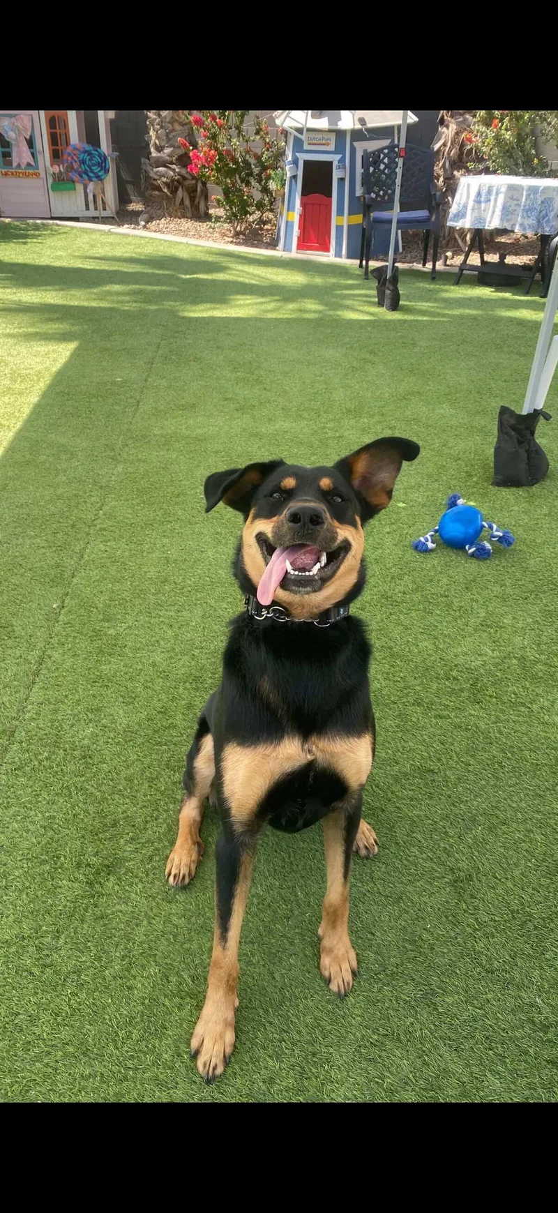 An adult medium-sized male Shepherd dog named Cricket for adoption in Chandler, AZ