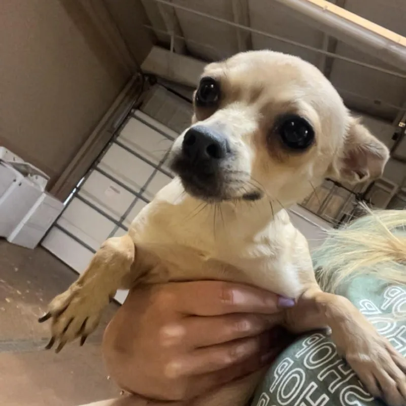 An adult small-sized female Yellow / Tan / Blond / Fawn Chihuahua dog named Annabelle for adoption in Gadsden, AL
