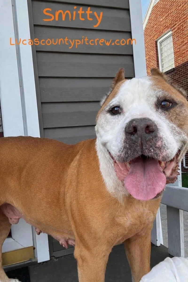 A senior large-sized male Red / Chestnut / Orange American Bulldog dog named Smitty for adoption in Toledo, OH
